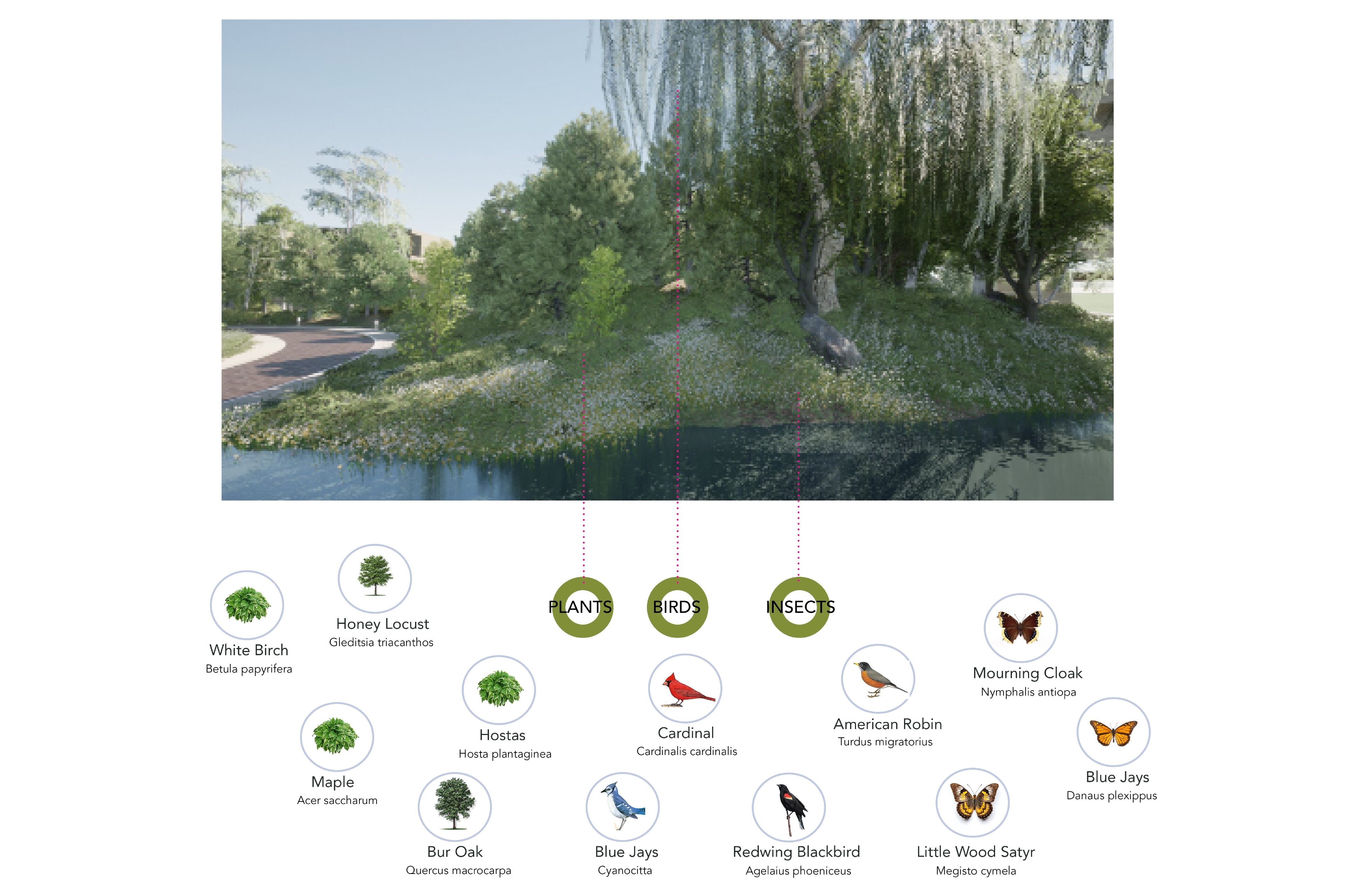 Illustrative drawing of an eco-habitat in a suburban development.